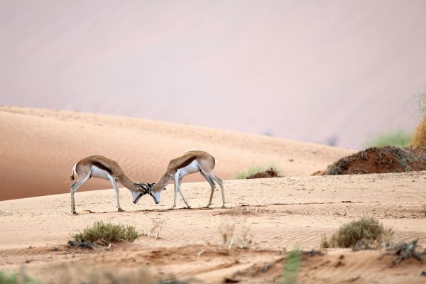 antilop3.jpg-FR