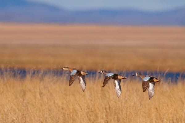 Canards