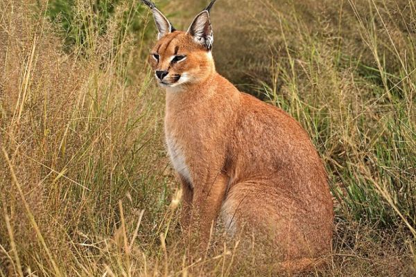 Caracal