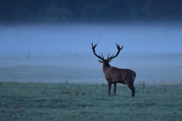 cerf-1.jpg