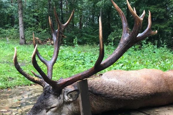 cerf-chasse-estonie2.jpg