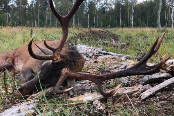 cerf-chasse-estonie3.jpg