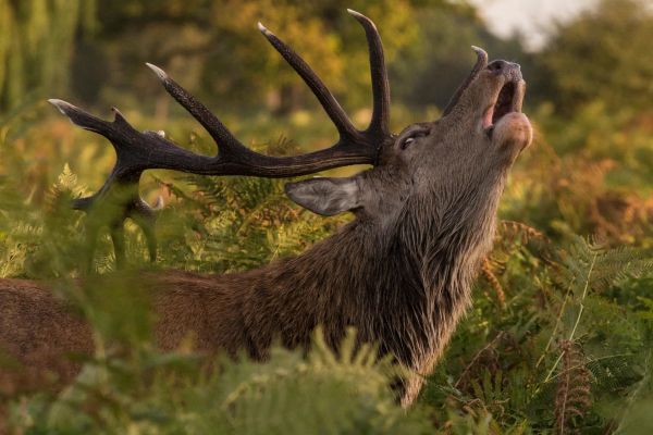 cerf-chasse-estonie7.jpg