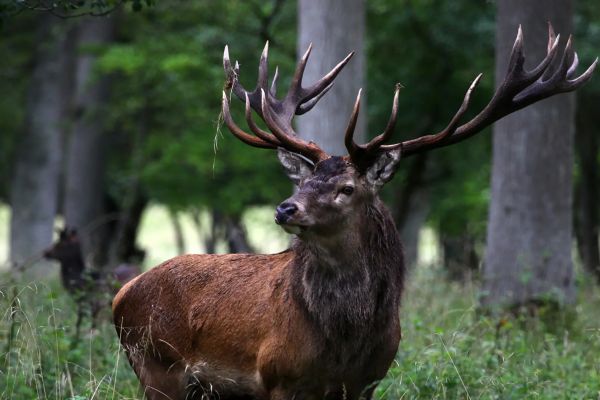 cerf-chasse-estonie8.jpg