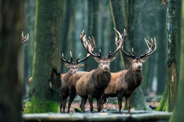 cerf-france-istock-916852098.jpg