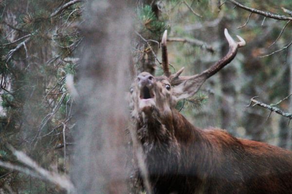 cerf-francia10.jpeg