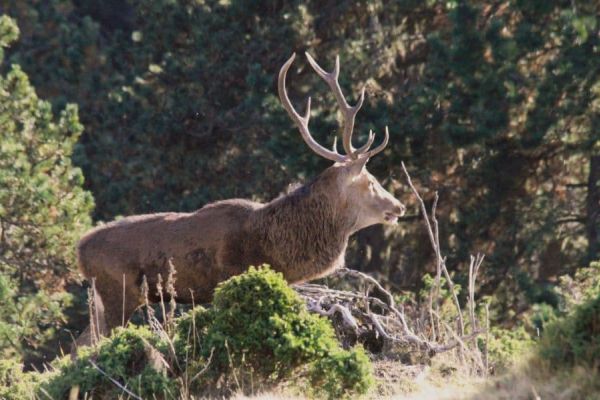 cerf-francia13.jpeg