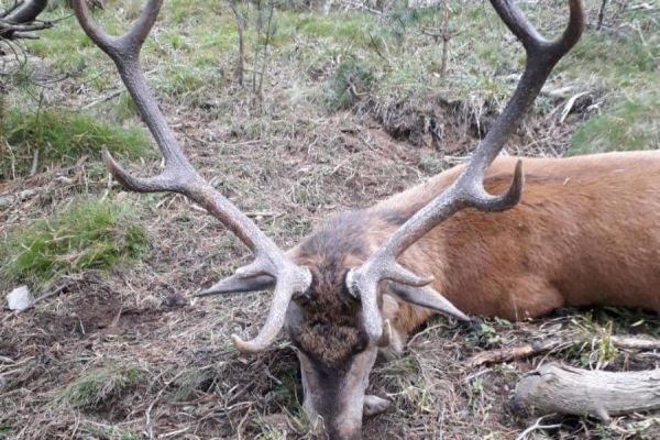 cerf-francia17.jpeg