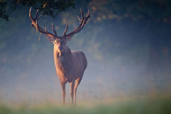 cerf-francia28.jpeg