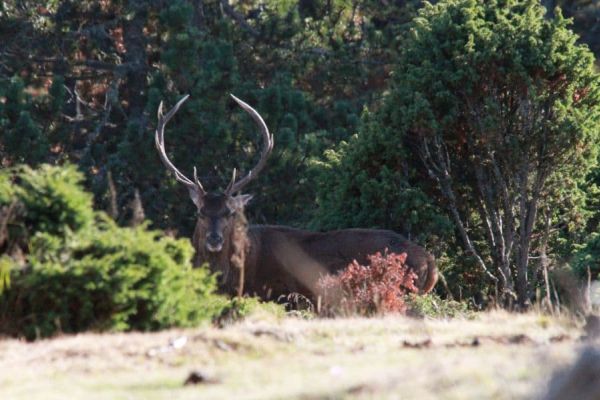 cerf-francia6.jpeg