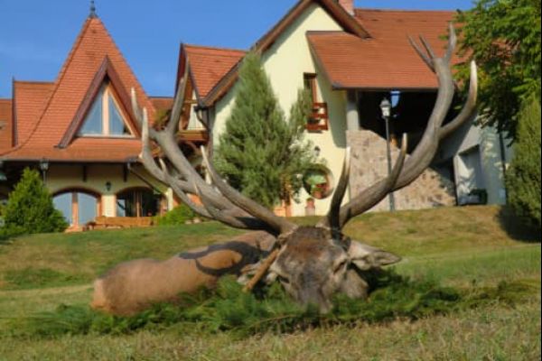 cerf-hongrie-trophee.jpeg-FR
