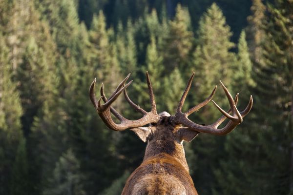 cerf-pologne1.jpg