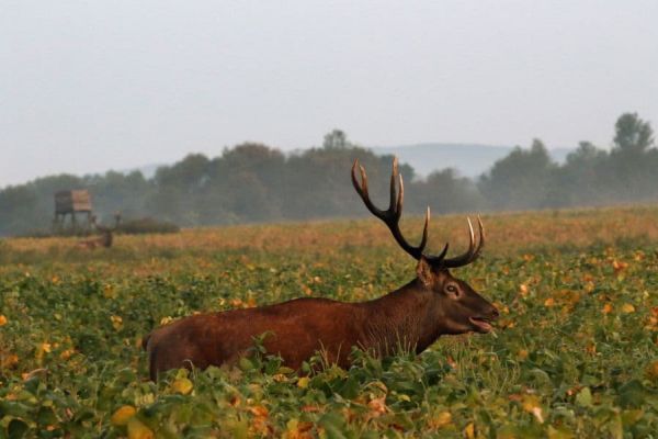 cerf-pologne13.jpg
