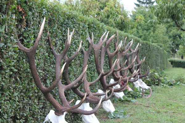 cerf-pologne2.jpg