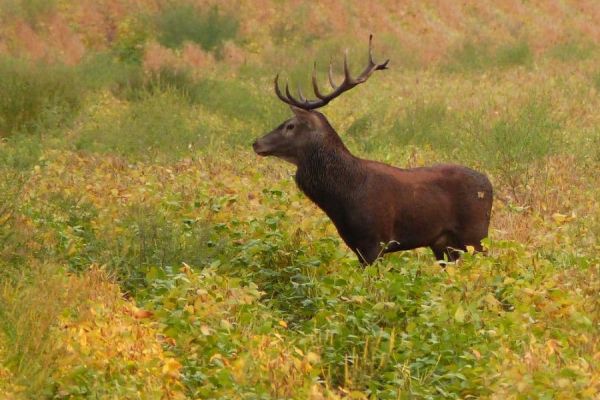 cerf-pologne5.jpg
