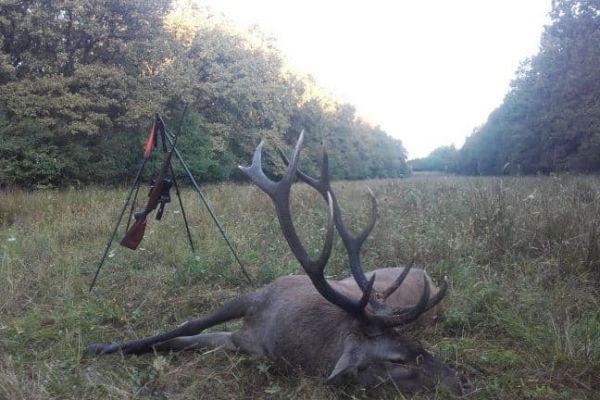 cerf-roumanie4.jpg