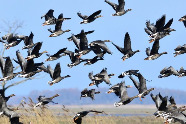 geese-1.jpg-FR