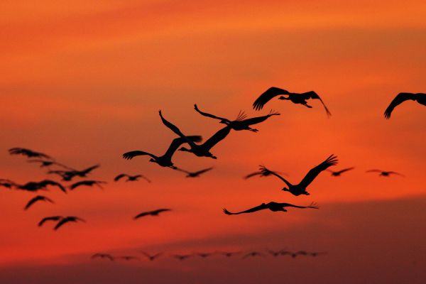 geese-2.jpg-FR