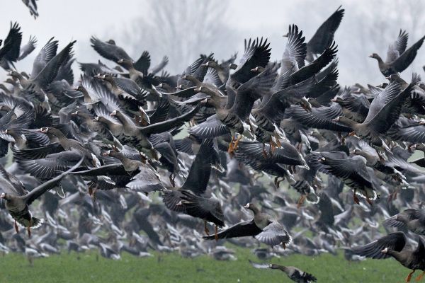 geese-4.jpeg-FR