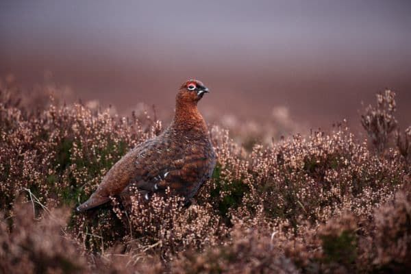 Grouse