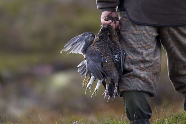 grousescot.jpg