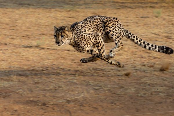 Guépard