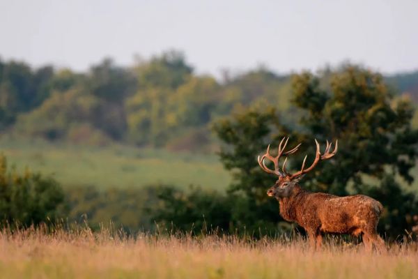 Hungary