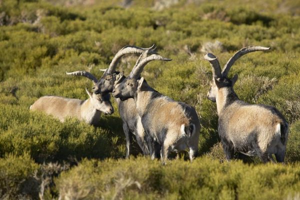 Ibex