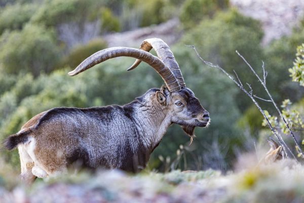 ibex3.jpg