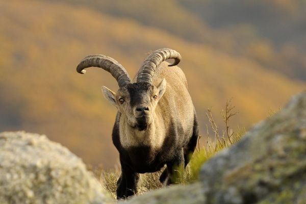 ibex5.jpg