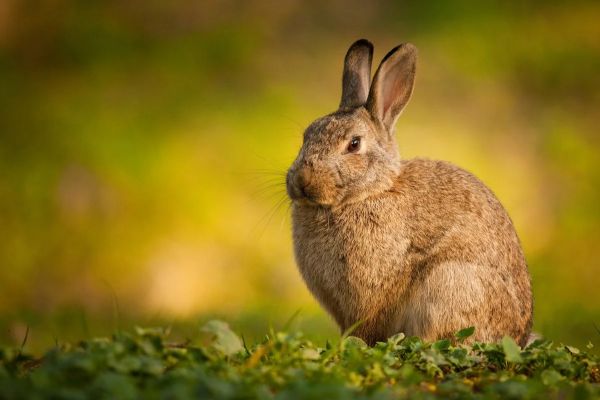 Lapins