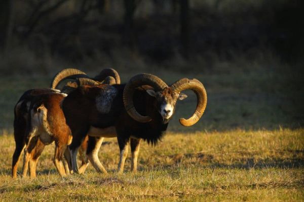 Mouflon