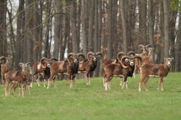 mouflon1.jpeg