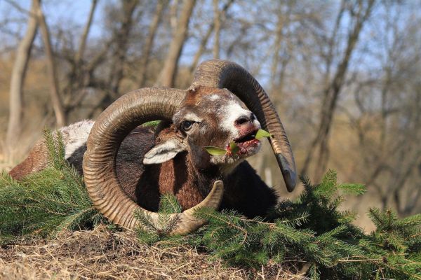 mouflon2.jpg