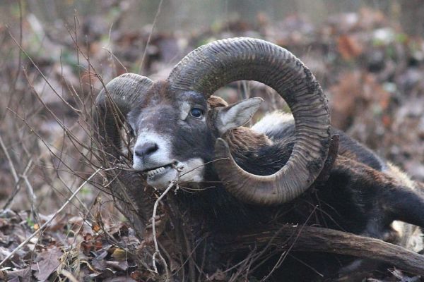 mouflon3.jpg