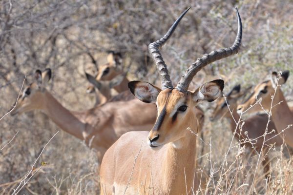namibie-impala.jpg
