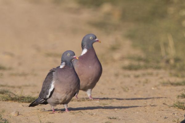 Pigeons
