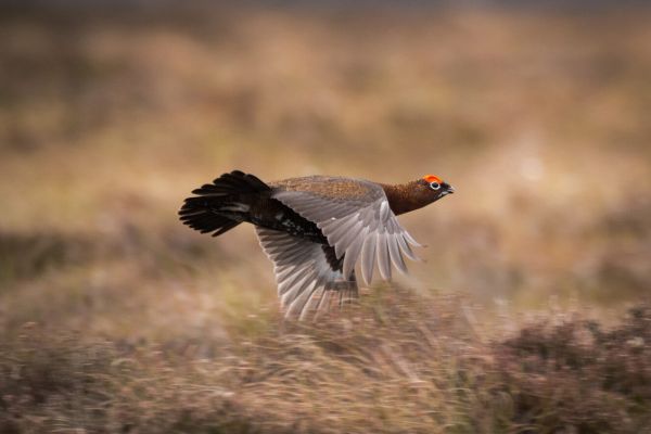 red-grouse20-1536x888.jpg