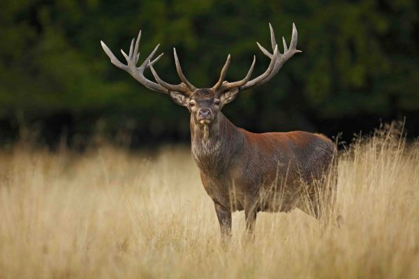 red-stag-4.jpg-FR