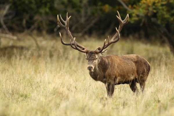 red-stag-6.jpg-FR