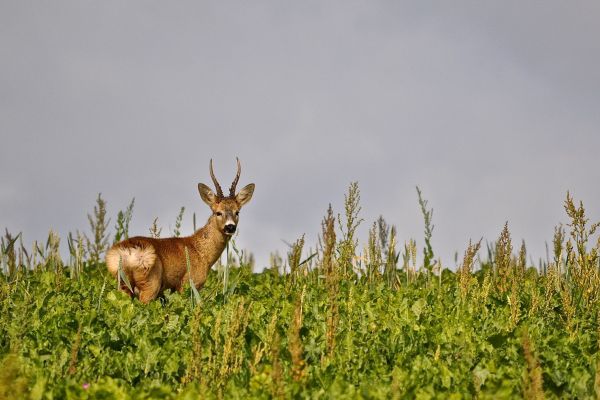 roebuck-hunting-3.jpg-FR