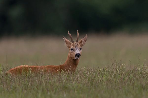 roebuck-hunting-4.jpg-FR