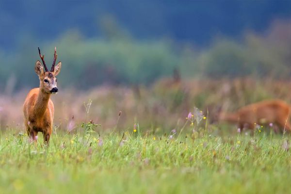 roebuck-hunting-5.jpg-FR
