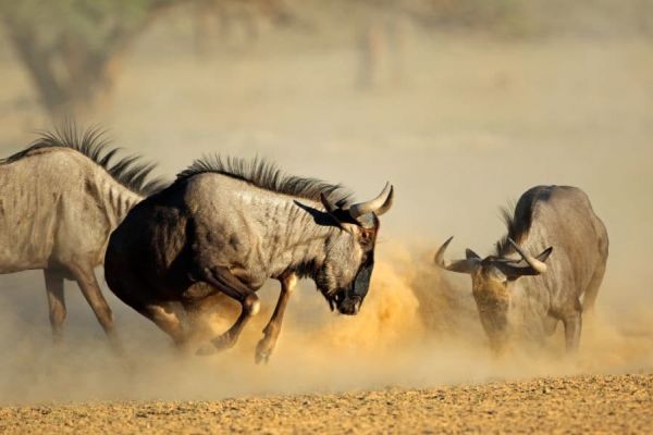 safarinamibia17.jpg-FR