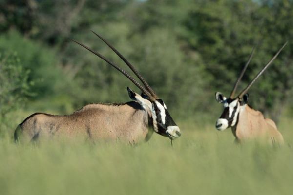safarinamibia42.jpg-FR