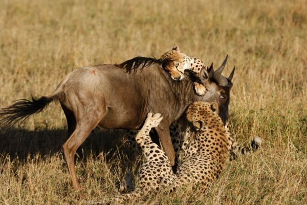safarinleopard10.jpeg