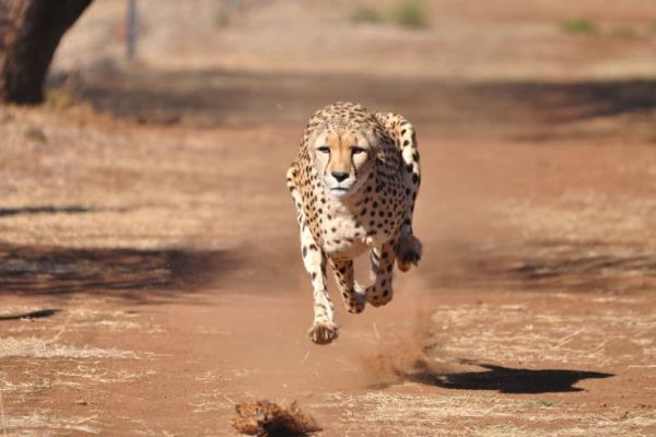 safarinleopard2.jpeg