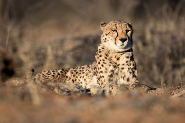 safarinleopard4.jpeg