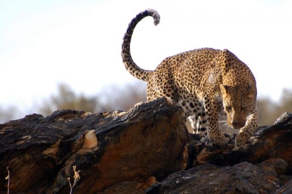 safarinleopard6.jpeg