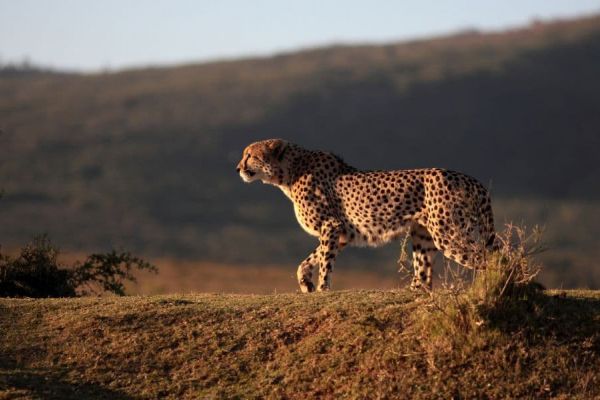 safarinleopard8.jpeg
